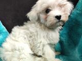 Sifir Numara Maltese Terri̇er Sevi̇mli̇li̇k Abi̇desi̇