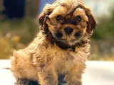 Sıfır Numara Maltipoo Yavrumuz