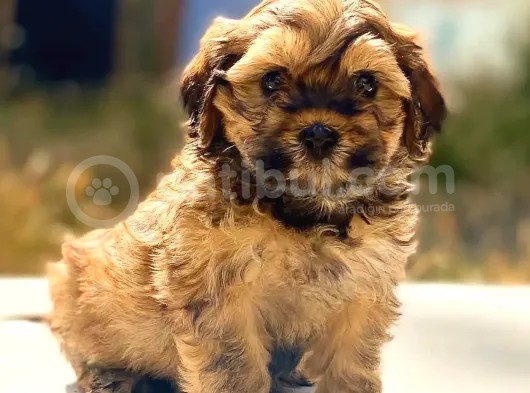 Sıfır Numara Maltipoo Yavrumuz görsel