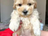 F1 Maltipoo Yavrularımız İstanbul Içi Teslim
