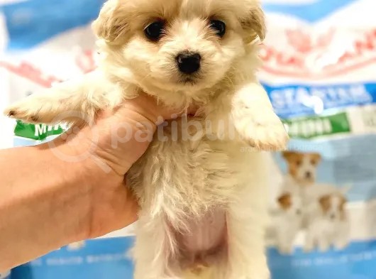 F1 Maltipoo Yavrularımız İstanbul Içi Teslim