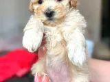 F1 Maltipoo Yavrularımız İstanbul Içi Teslim