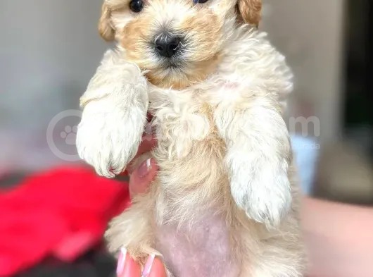 F1 Maltipoo Yavrularımız İstanbul Içi Teslim görsel