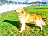 Golden Redriever Yavrularda Son Nokta