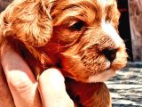 Maltipoo Yavrularımda Son Nokta