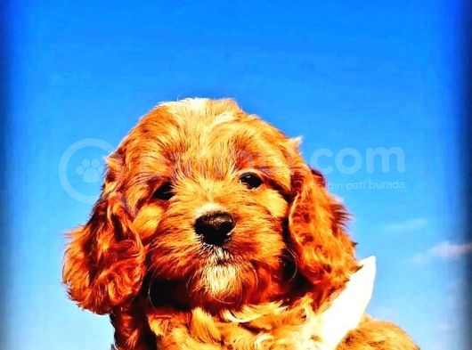 Maltipoo Yavrularımda Son Nokta görsel