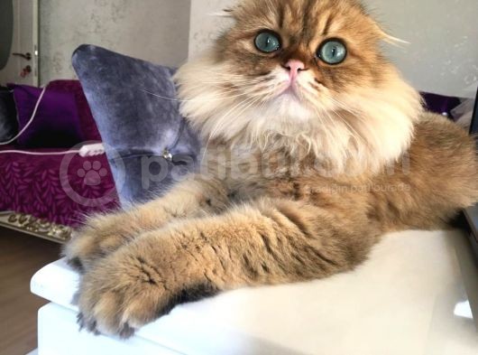 Ocak 2020 Doğumlu Oyuncu Kedi̇mi̇z görsel