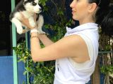 Mavi Gözlü Husky Yavrularım Sağlık Ve Irk Garantilidir