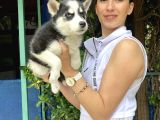 Mavi Gözlü Husky Yavrularım Sağlık Ve Irk Garantilidir