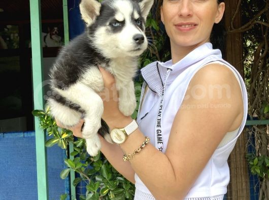 Mavi Gözlü Husky Yavrularım Sağlık Ve Irk Garantilidir görsel
