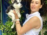 Mavi Gözlü Husky Yavrularım Sağlık Ve Irk Garantilidir
