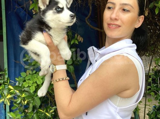 Mavi Gözlü Husky Yavrularım Sağlık Ve Irk Garantilidir görsel