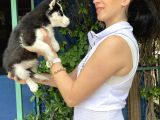 Mavi Gözlü Husky Yavrularım Sağlık Ve Irk Garantilidir