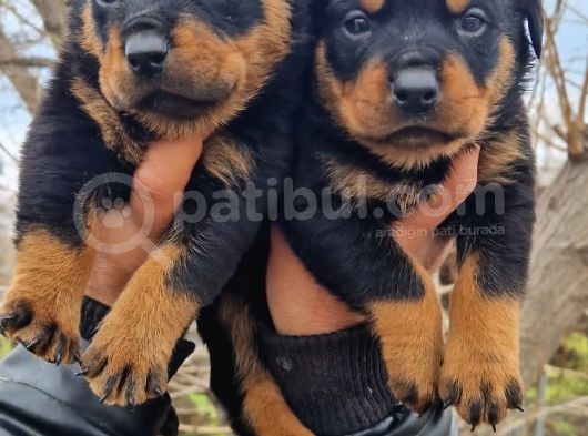 Rottweiler Yavrular