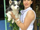 Mavi Gözlü Husky Yavrularım Sağlık Ve Irk Garantilidir