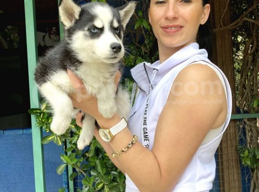 Mavi Gözlü Husky Yavrularım Sağlık Ve Irk Garantilidir görsel