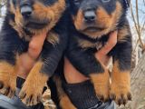 Rottweiler Yavrular