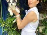 Mavi Gözlü Husky Yavrularım Sağlık Ve Irk Garantilidir