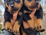 Rottweiler Yavrular