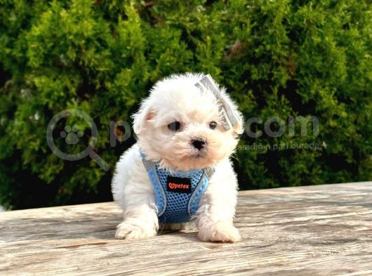 Sevimli Maltese Bebeklerimiz görsel