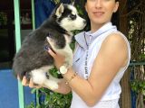 Mavi Gözlü Husky Yavrularım Sağlık Ve Irk Garantilidir