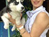 Mavi Gözlü Husky Yavrularım Sağlık Ve Irk Garantilidir