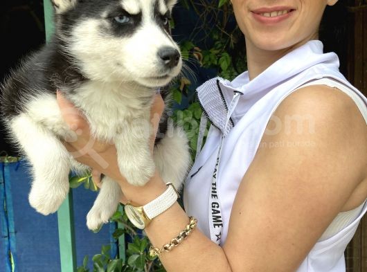 Mavi Gözlü Husky Yavrularım Sağlık Ve Irk Garantilidir görsel