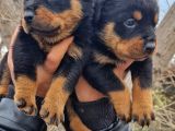 Rottweiler Yavrular