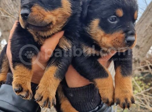 Rottweiler Yavrular görsel