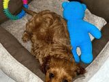 2.5 Aylık Maltipoo Yavru