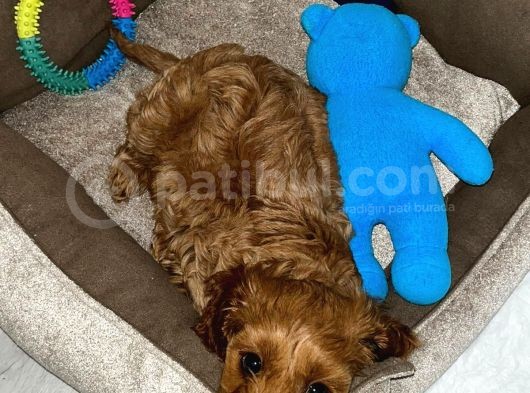 2.5 Aylık Maltipoo Yavru görsel