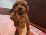 Birbirinden güzel toy poodle yavrularımız