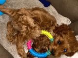 2.5 aylık Maltipoo yavru