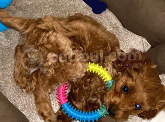 2.5 Aylık Maltipoo Yavru