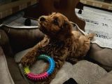 2.5 Aylık Maltipoo Yavru