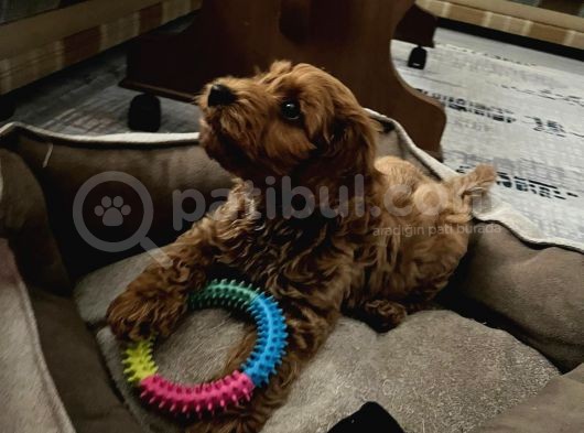 2.5 Aylık Maltipoo Yavru görsel