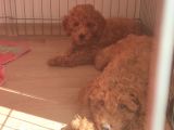 A Scr Toy Poodle Sevi̇mli̇li̇k Abi̇desi̇