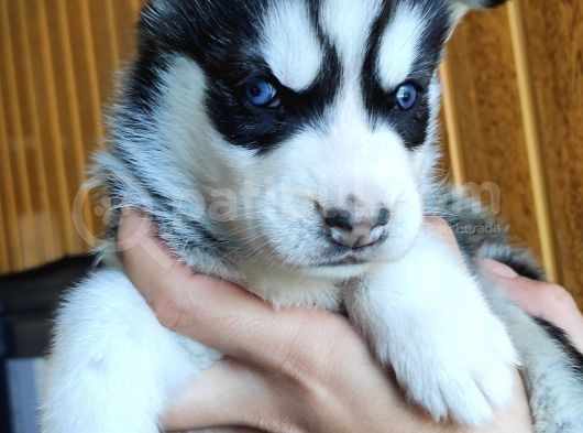 Muhteşem Husky Si̇bi̇rya Kurdu Bebekler görsel