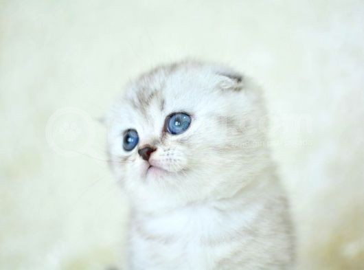 +++ Kalite Silver Scottish Fold