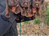 Çikolata Rengi Labradorlarımız