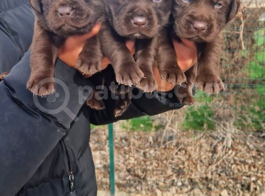 Çikolata Rengi Labradorlarımız görsel