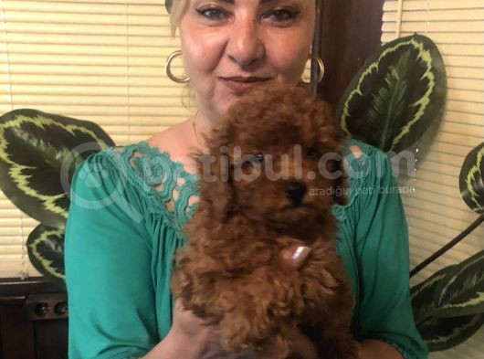 Irk Garantili Efsane Toy Poodle Yavrularımız