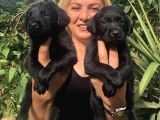 Muhteşem Siyah Labrador Retriever Yavrularımız