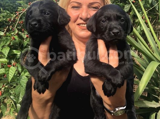 Muhteşem Siyah Labrador Retriever Yavrularımız görsel