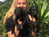 Muhteşem Siyah Labrador Retriever Yavrularımız