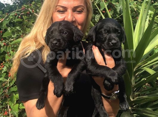 Muhteşem Siyah Labrador Retriever Yavrularımız görsel