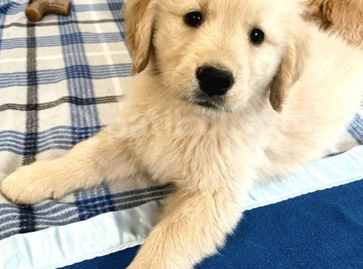 Muazzam Yüz Yapili Golden Retri̇ever Yavrulari görsel