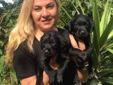 Muhteşem Siyah Labrador Retriever Yavrularımız