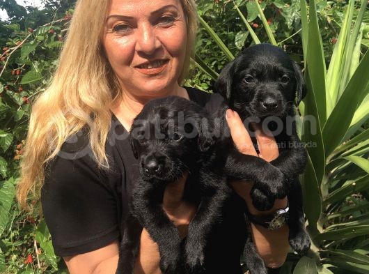 Muhteşem Siyah Labrador Retriever Yavrularımız görsel