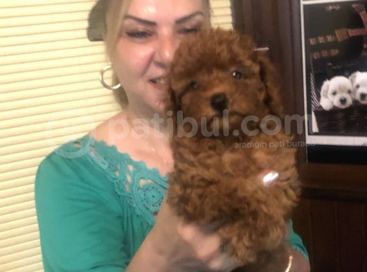 Irk Garantili Efsane Toy Poodle Yavrularımız görsel